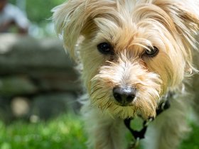 25-1330-fresh_pond-MA-nixie.jpg