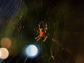 18-2150-night-web-bokeh-spider.jpg