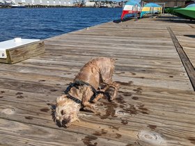 ../2023/09/03-1453-nixie-charlestown-MA-mystic_river.jpg