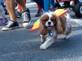 ../2023/10/08-1232-cambridge-MA-honk_parade-parade-dog.jpg