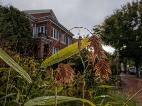 16-0804-sun-morning-plant.jpg