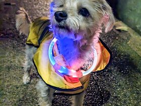 16-1916-light-nixie-night.jpg