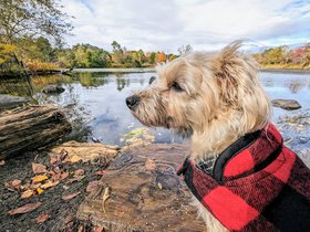 ../2023/10/22-1229-nixie-fresh_pond-MA.jpg