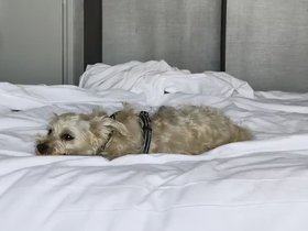 08-1002-providence-nixie-hotel-bed.mp4