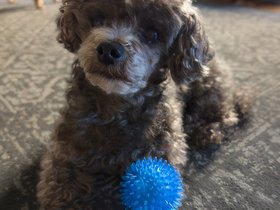 ../2024/04/19-1307-bella.jpg