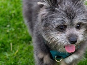 ../2024/05/02-1756-dog.jpg