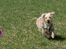 11-1457-nixie-fetch.jpg