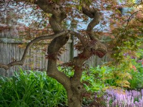 17-1700-tree.jpg