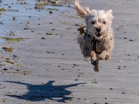 ../2024/06/01-1517-nixie-nantasket-MA-beach.jpg