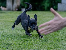 ../2024/06/10-1815-dog.jpg