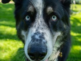 ../2024/06/15-1459-dog.jpg