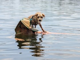 ../2024/07/14-1412-dug_pond-nixie-swimming-joseph-by_nora.jpg