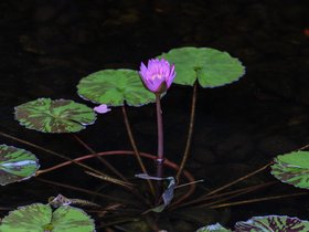 16-1555-garden-flower.jpg