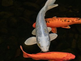 16-1558-fish-garden.jpg