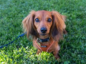 30-1630-dog_1.jpg