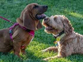 30-1721-dog.jpg