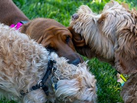 30-1722-dog.jpg