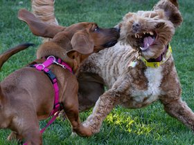 30-1724-dog.jpg