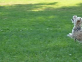 14-1939-nixie-ball-slowmo.mp4