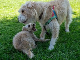 15-1523-dog-nixie.jpg