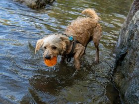 28-1555-ball-fresh_pond-MA-nixie.jpg