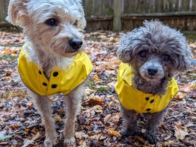 21-1142-bella-dog-nixie.jpg