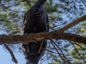 15-1420-turkey-tree.jpeg