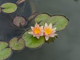 ../2025/08/12-1115-pond-biltmore-NC-asheville.jpg