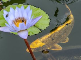 ../2025/08/12-1119-pond-biltmore-NC-asheville.jpg