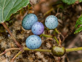 ../2025/10/25-1314-charles_river-MA-plant.jpg