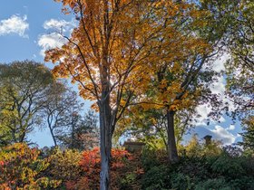 ../2025/10/26-1514-tree-cemetery-mt_auburn-MA.jpg