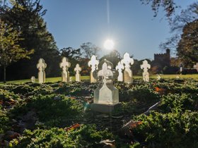 ../2025/10/26-1632-tree-cemetery-mt_auburn-MA.jpg