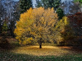 ../2025/11/15-1457-harvard_arboretum-MA-tree.jpg