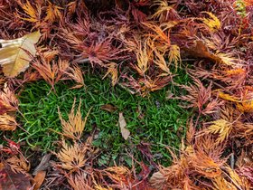 autumn (69)