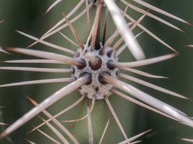 plant (49)