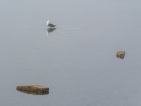 bird (54)