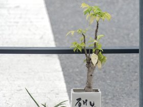 plant (50)