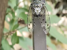 02-1123-bug-tokyo-JPN-river.mp4