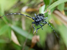 04-1339-JPN-bug-hike-river-tokyo.jpg