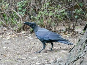 bird (55)