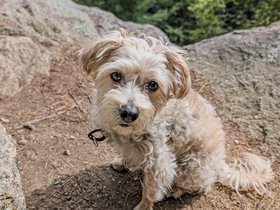 ../2026/09/06-1354-purgatory_chasm-nixie-hike-worcester-MA.jpg